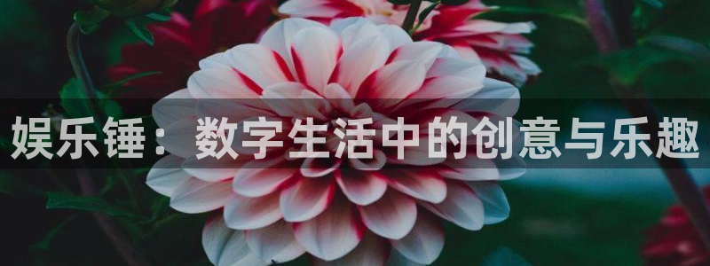okooo澳客网官网：娱乐锤：数字生活中的创意与乐趣